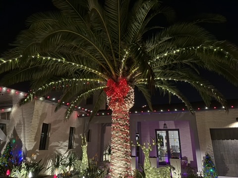 Palm trunk and fronds wrapped in Christmas lights, with a large red bow